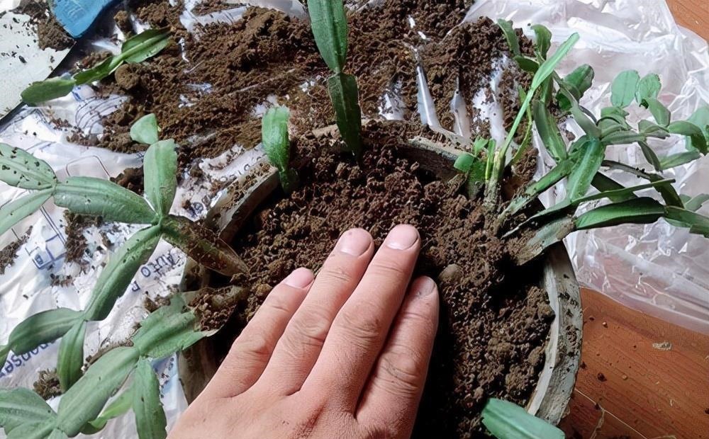 养蟹爪兰,土里加点“料”,叶片厚实硬邦邦,奋力开花一百朵