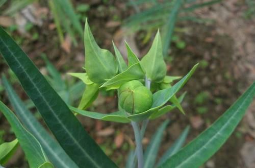  野草|农村这种野草，见到请保护，非常珍贵！