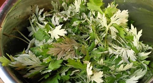 清明粿翠绿不变色，只留艾香不要苦涩很多人不知道，教你这样做