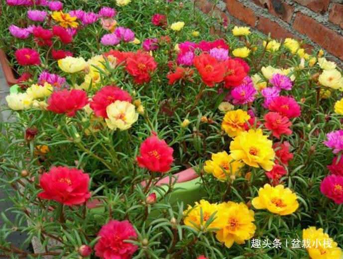 给点土就能活的“5种花”,适合新手花友养,您养过吗