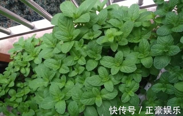 淋淋雨|7种花夏天爱淋雨,越淋长得越欢,多淋几次,肥料都省了