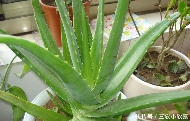 芦荟|家里养花不要瞎眼！这6种花旺财又养人，有2种花是大忌！