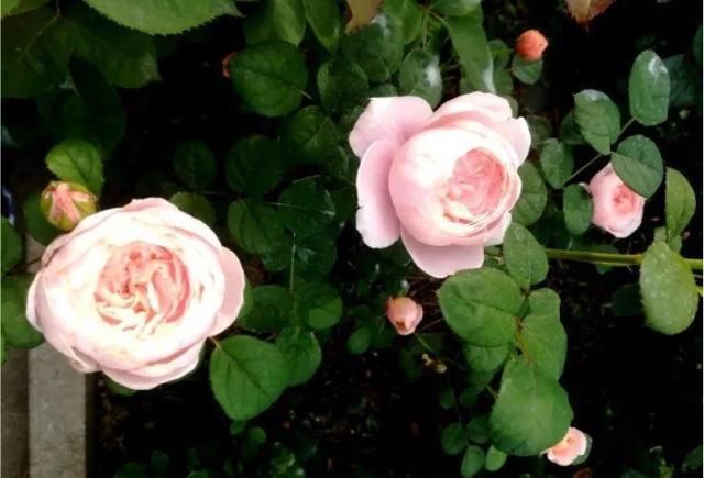 浇水|公认最难养的8种花，叶子动不动就发蔫，新手慎买！