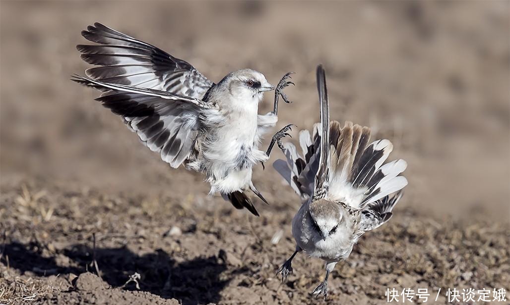 飞行|新疆雪雀,高原鸟,孤独的飞行者!