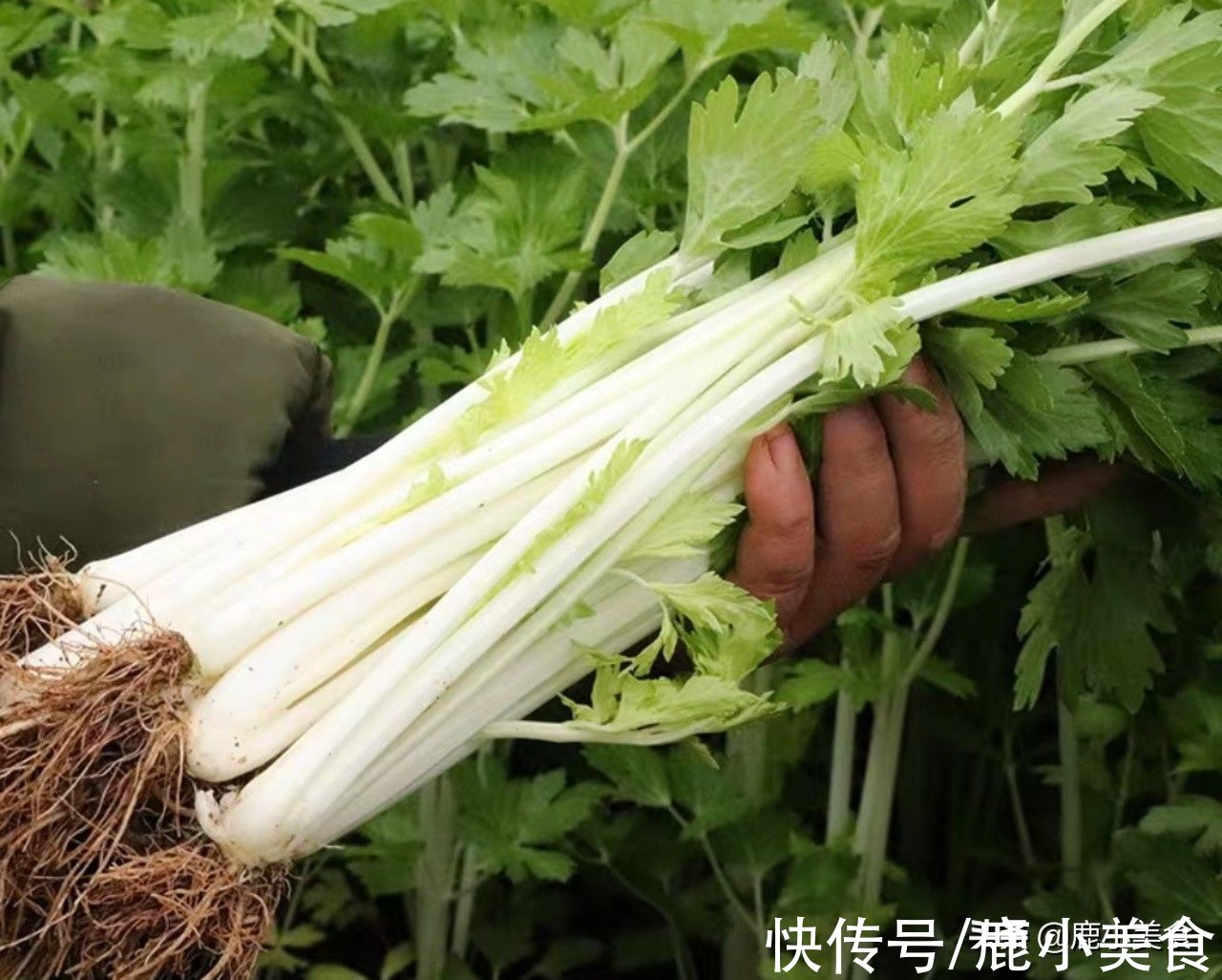 大雪过后,5种绿叶蔬菜别错过,营养高口感嫩,小炒裹饺子都好吃