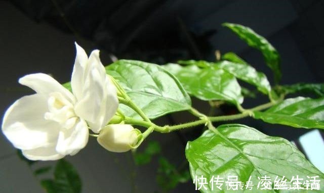 芽土|茉莉想多窜芽土里加“一料”，猛窜芽叶绿如绿，开出层叠群花！