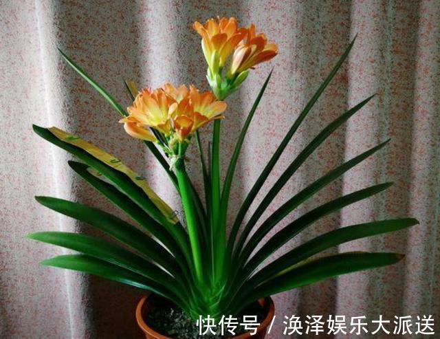 根系|夏天给君子兰浇水有讲究,掌握几个技巧,不烂根,叶片绿