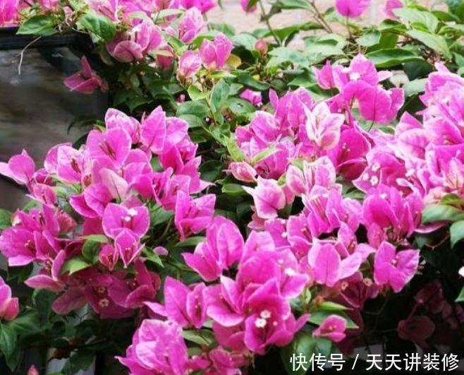 “4种花”好养又漂亮,花开媲美玫瑰,花朵姿态万千,美