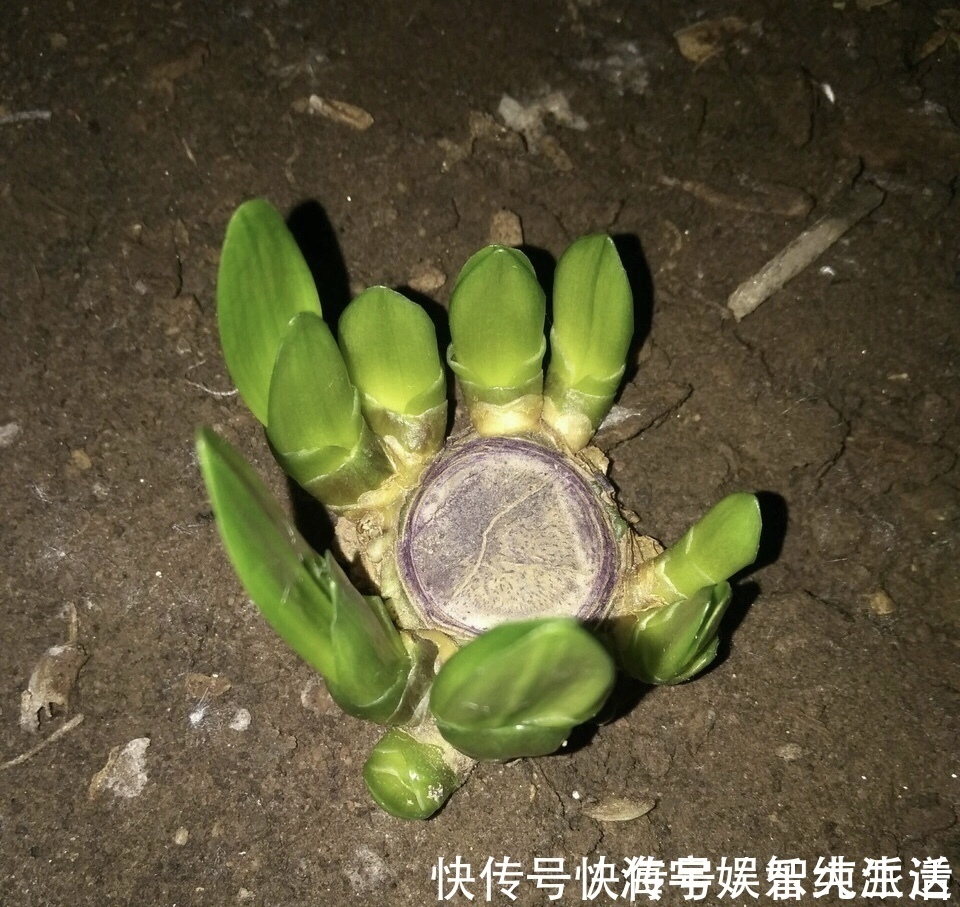 盆栽|李大姐养君子兰，开春“切一刀”，养60天，冒出9个芽，要爆盆了