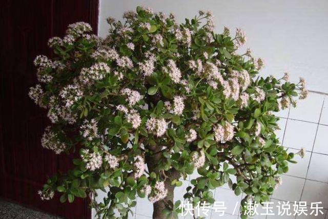 肥料|想把玉树养开花，避开“修剪”误区，秋末必然满树花