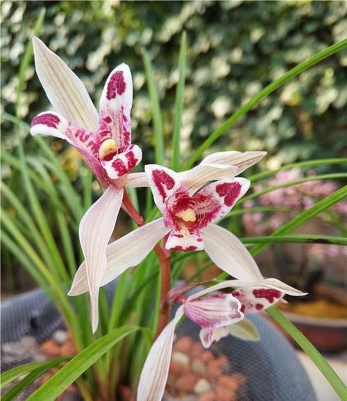 曾被抢购一空的兰花,以前一苗值千金,现在几块钱,花型独一无二