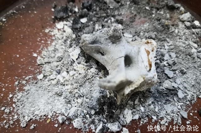 盆里撒点粉,兰花30天变了样,每年都开花