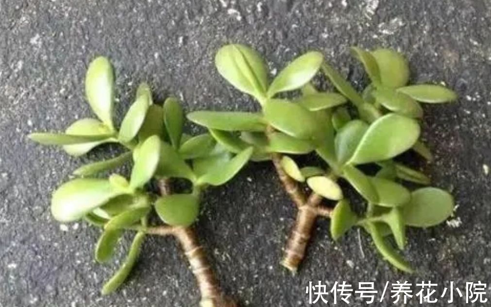 玉树|6种花生根能力强，冬天也能扦插，明年还能开花