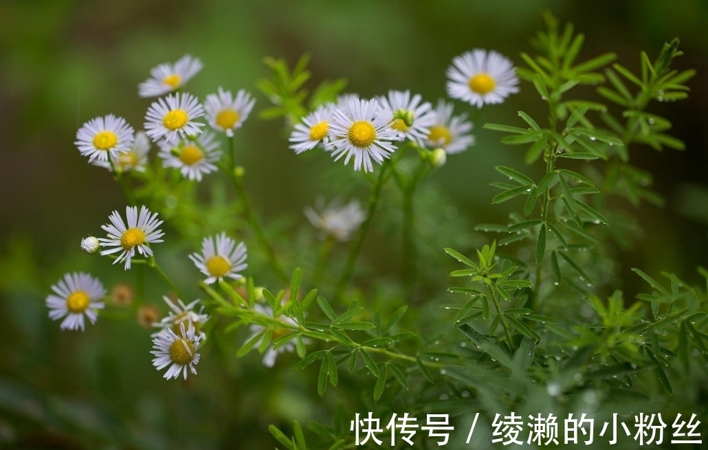 初心|7月下旬，海誓山盟，不负初心，3生肖爱很重，情很长，未来有你