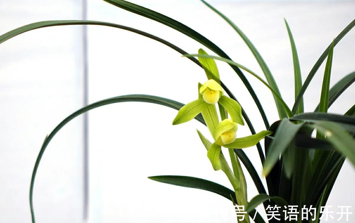 有经验的花友,都会按照4步走,总能挑出上品来,还养得超级棒