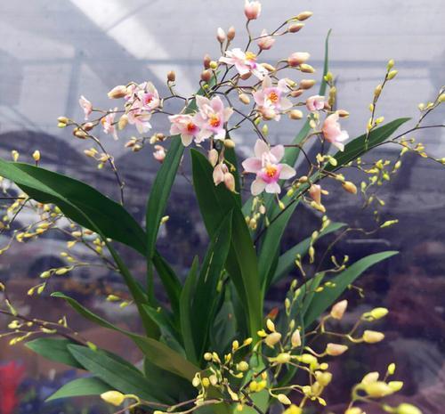 夏天|5月来临,3种花别再买了,怕热又怕晒,养不好白费力