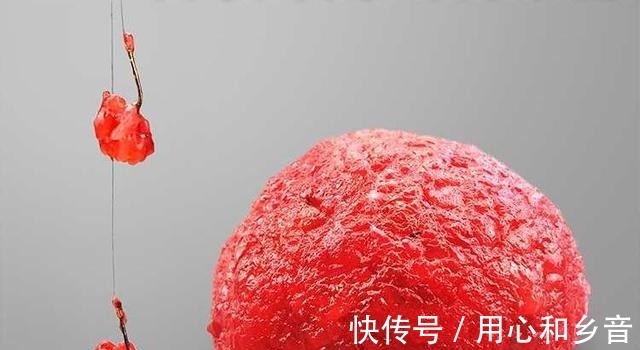 一款比蚯蚓和红虫还好用的饵料，最适合水温低时用，爆护就靠它了！