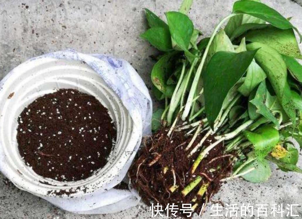 观赏性|养花细节决定成败:搞不定这3点,养一盆黄一盆