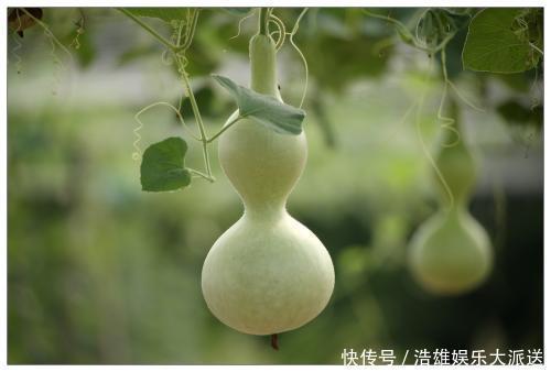 小肠|中医入门8种祛湿利水中药,除湿气,消水肿的好手,一次讲清楚