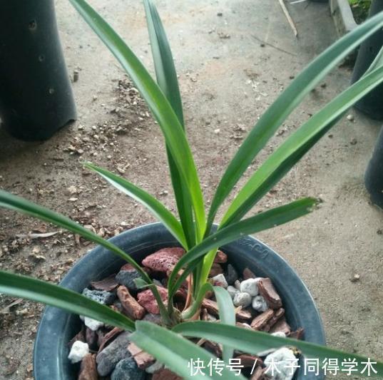 寒兰|寒兰是一种冬天才开花的兰花,那大叶寒兰和细叶寒兰有什么区别?