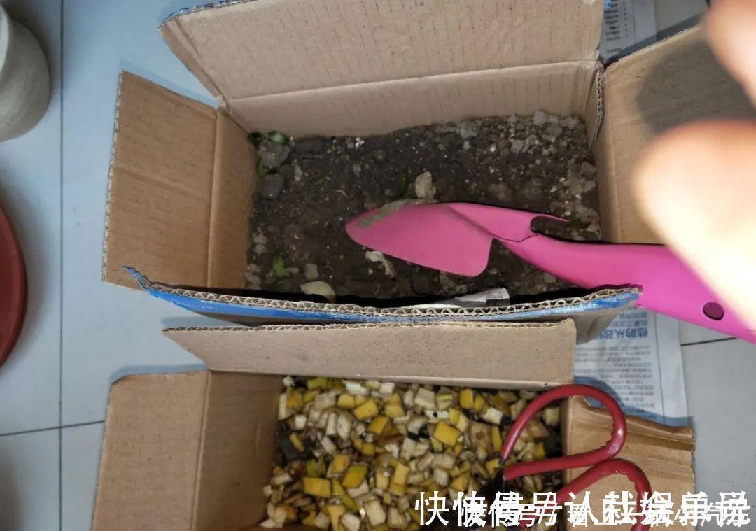 生石灰|养花技巧：花盆里出现这个，抓紧换盆，不然一浇水就死翘翘