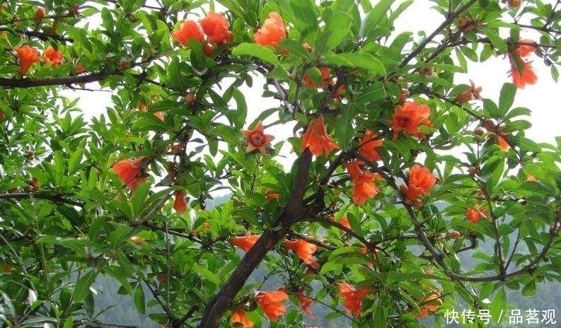 院子里不要乱种树,这6种树不仅能添福旺宅,还能招财纳福