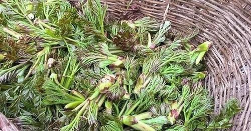 它是农村最被低估的1种树木,农民打柴都不砍它,殊不知浑身是宝