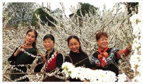 恭城李花醉游人