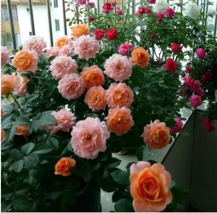 阳台养上4种花，一年四季开不停，有点阳光就开花，漂亮又好养！