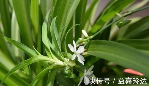 疯长|3种花不怕冷,遇水就疯长,寓意美好,花期超长!