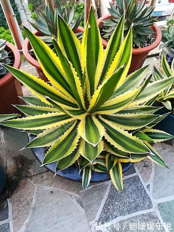 煞气|3种“丑花”,长得不怎么样,却能旺运镇宅,关键还好养