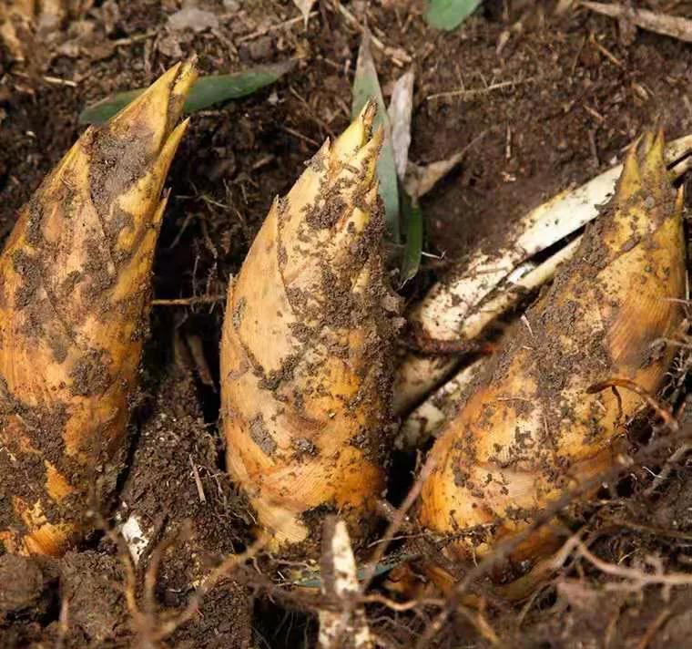 蔬菜|冬补三九,建议老年人多吃6种蔬菜,钾含量高,有助于增强体质