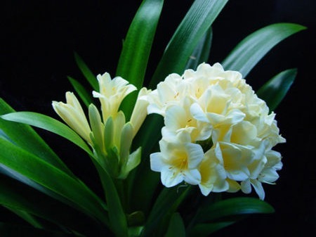 君子兰换盆，盆里埋“1种东西”，能养根，叶纹如网，一年2次花