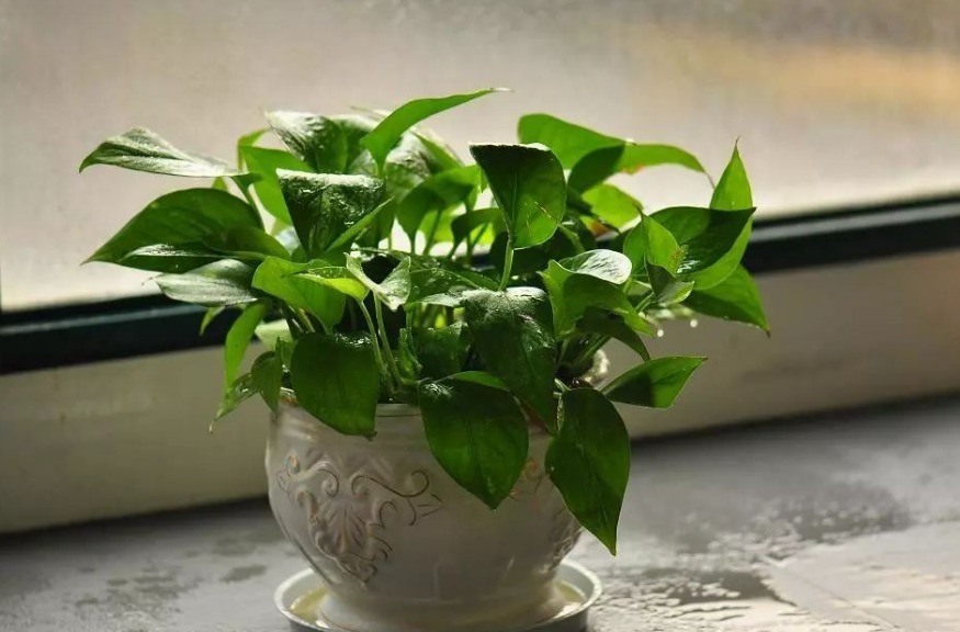 绿植|家家养绿萝，腻味！不如养这3种，好活、颜值高、净化效果不错