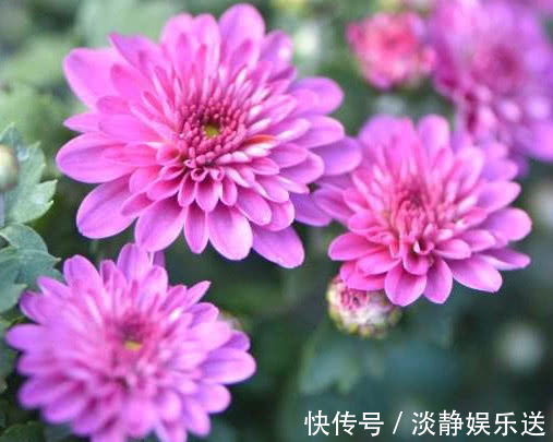 施肥|夏菊怎么养开花多教你3个小妙招,养出花朵鲜艳满枝头的夏菊