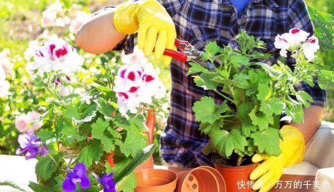 自制一种营养液,比淘米水强10倍,每次浇花用一点,叶子油亮乌黑