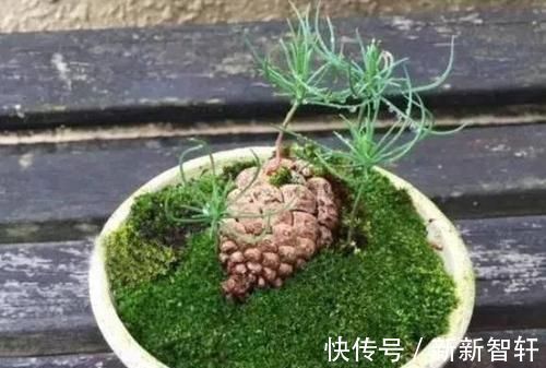 多捡些松果带回家,一处理埋土里,轻松长成精致的绿植盆景