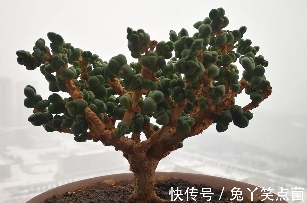 红宝石|这3种多肉养护的花友不少，能养成直立桩的却不多，真是太美了