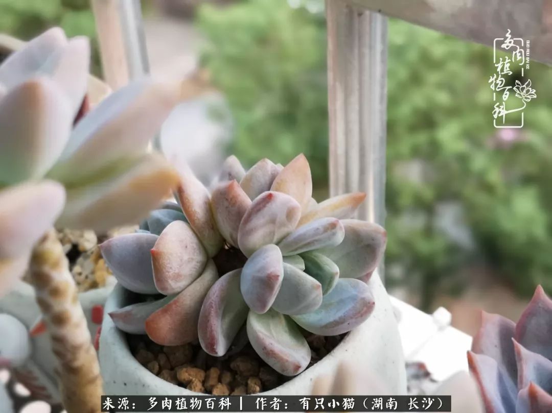 经历一个夏天的摧残,方知皮实好养的多肉才是真爱!