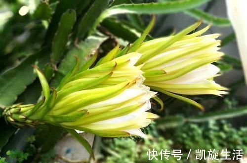 生食|对身体很有营养的3种食物，值得天天吃，美容养颜、去除皱纹！