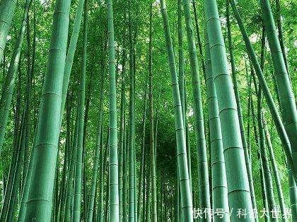 常用|竹子都是空心吗其实也有实心竹熊猫最爱吃它,生活中也常用到
