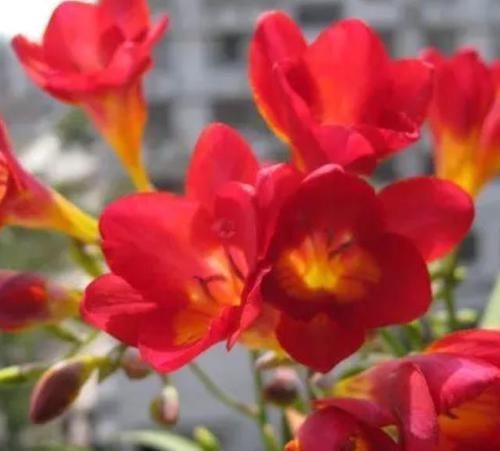 现在聪明人家里都养这种花,好看又容易养活,懒人的最爱