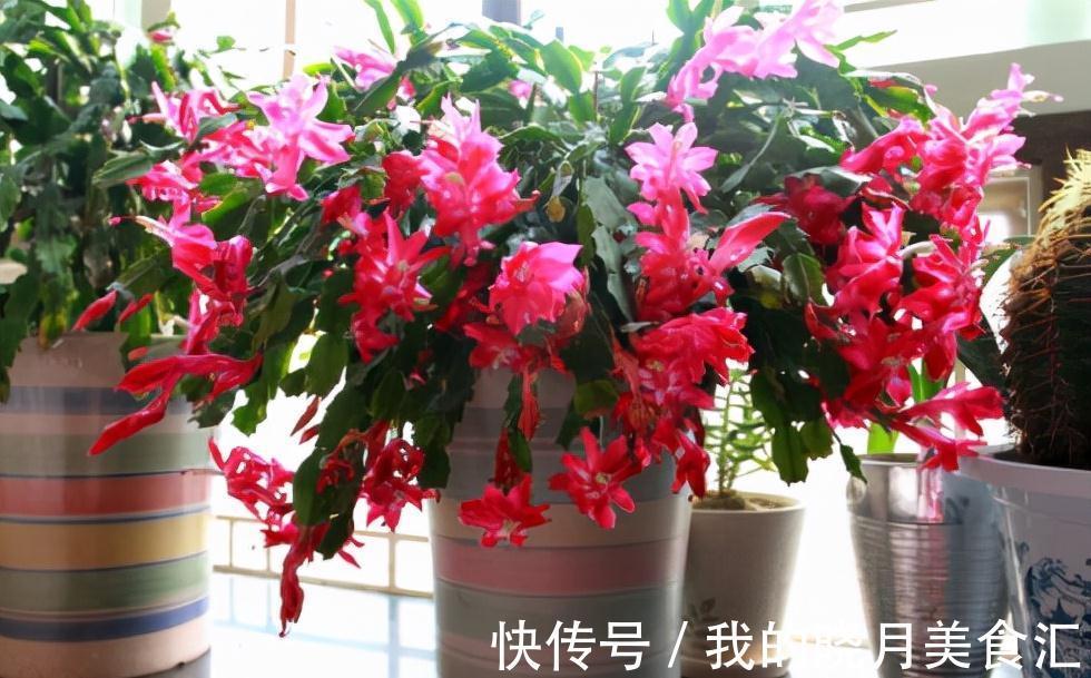 天冷就养“6种花”,越冷越爱开花,吉祥“喜庆”又高档