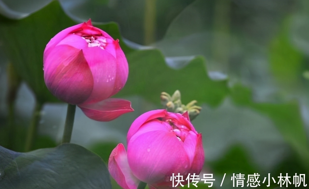 明兰&情商低的人,开口闭口不离这三句话,遭人嫌弃