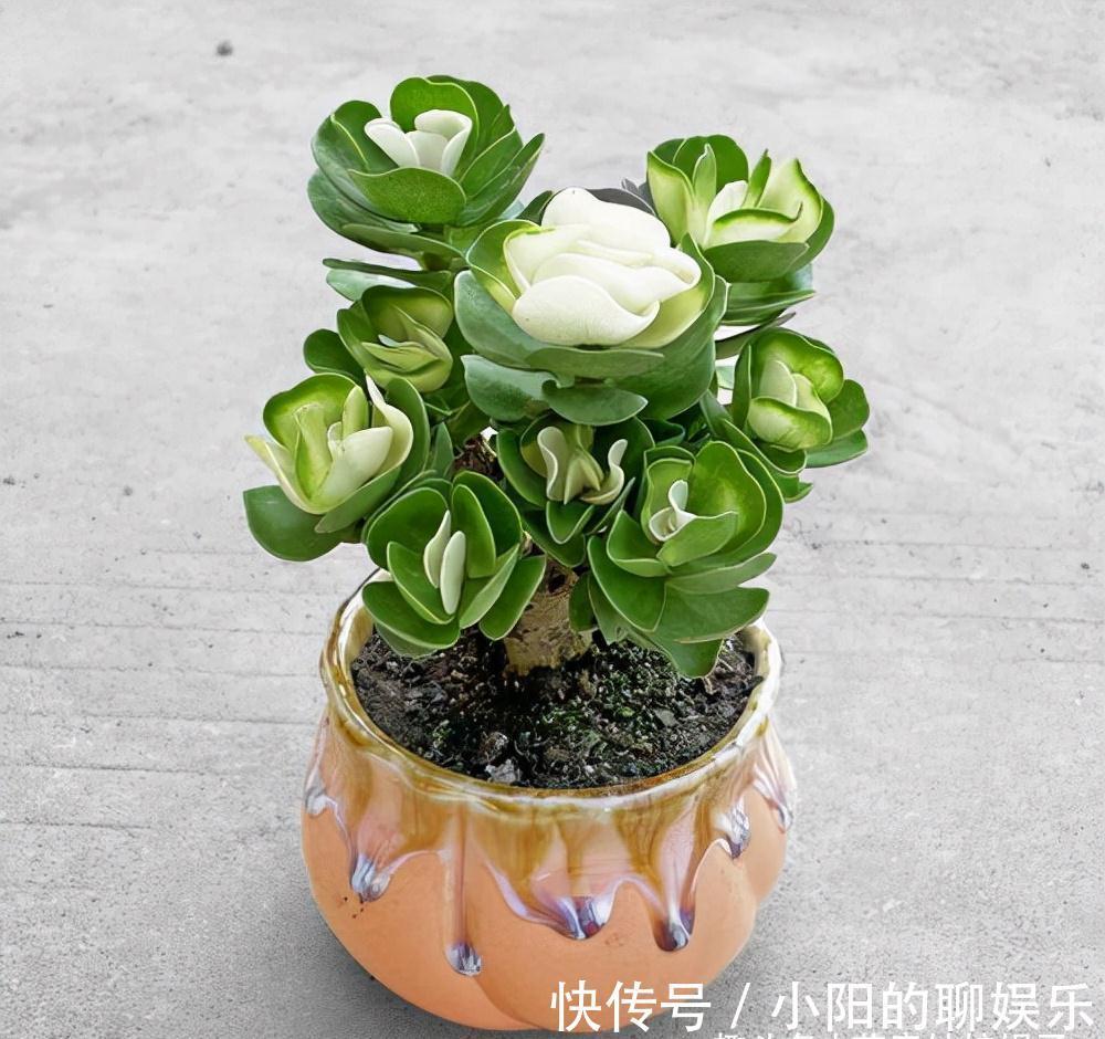 7种带“钱”字的花,寓意好、观赏价值高,都喜欢在家里栽培