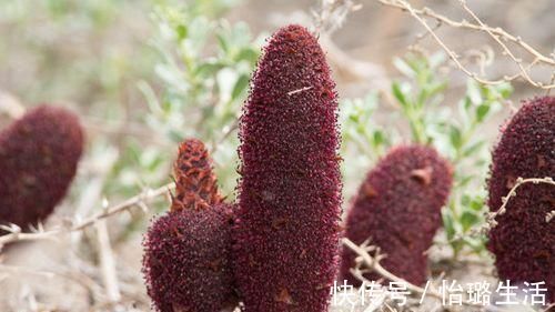 黑色食物|肾不好的男人, 这几种食物经常吃, 让你精力旺盛, 解决难言之痛