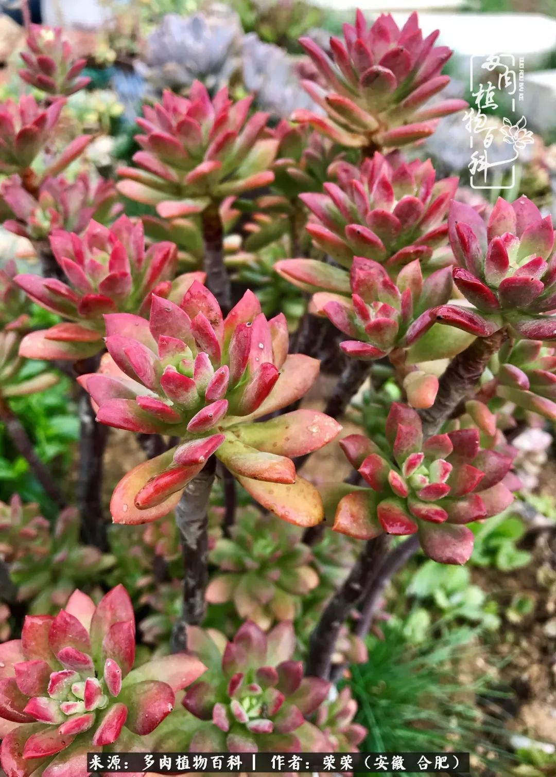 金秋时节，变化带来的惊喜不正是养肉的乐趣所在么！