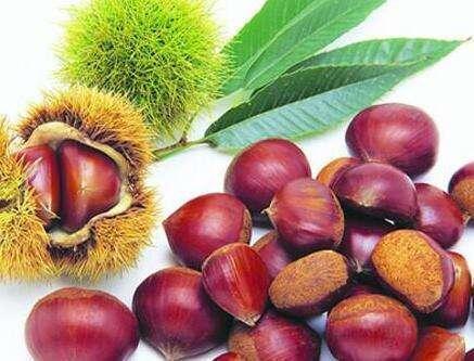 板栗营养好吃，有什么功效和作用，板栗泡酒怎么制作
