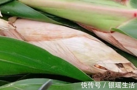 带娃|“全能宝妈”带娃收玉米两不误火了,所谓坚强,全靠硬扛