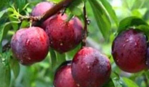 延缓衰老|女性不想变老太婆,常吃3物,健脾开胃,促进消化,延缓衰老